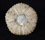 Tetragamma malbosi (AGASSIZ & DESOR 1846) - Bild © FossNet FossilienStore
